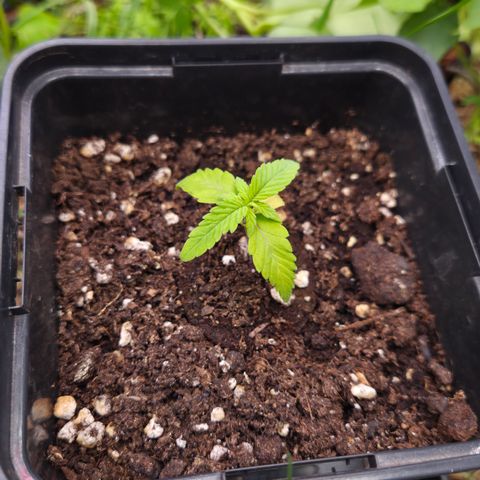 CBD Skunk Haze growlog timeline photo