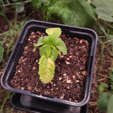 La Bomba #1 growlog timeline photo