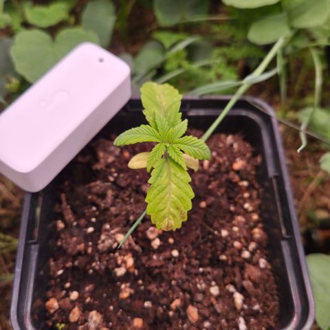 La Bomba #2 growlog timeline photo