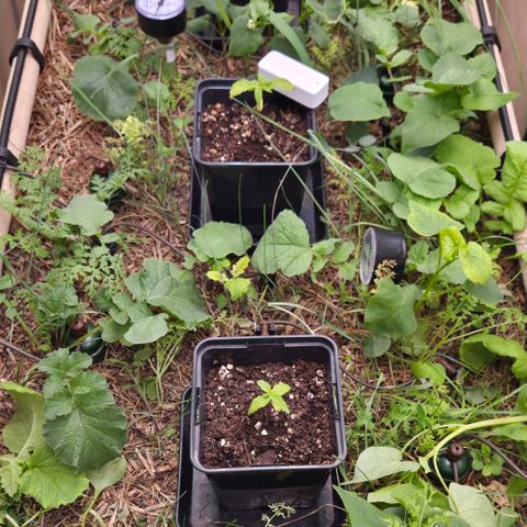 La Bomba #1 growlog timeline photo