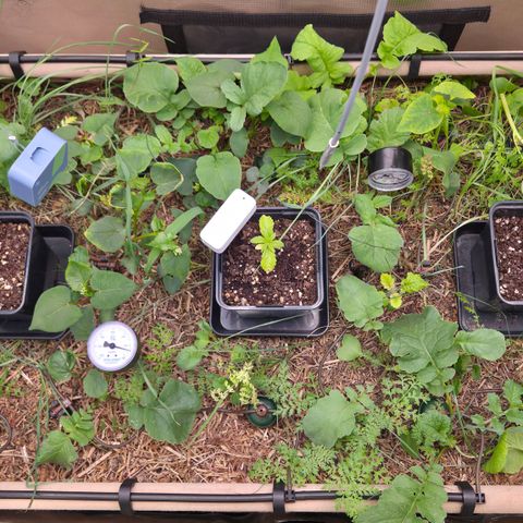 La Bomba #1 growlog timeline photo