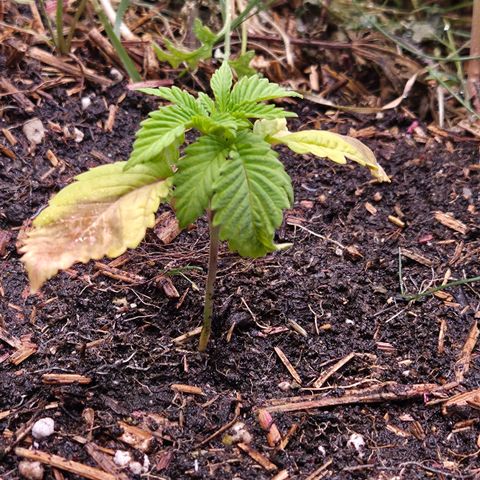 La Bomba #1 growlog timeline photo