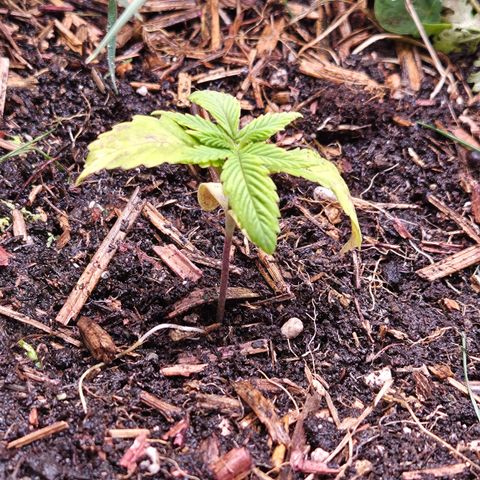 La Bomba #2 growlog timeline photo