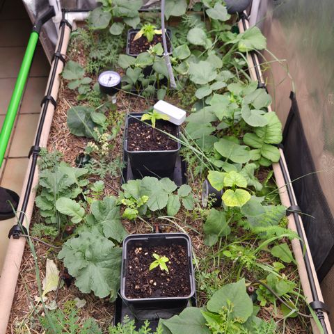 La Bomba #1 growlog timeline photo