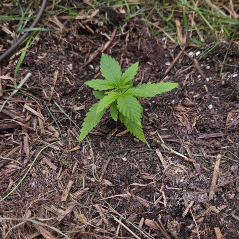 CBD Skunk Haze growlog timeline photo