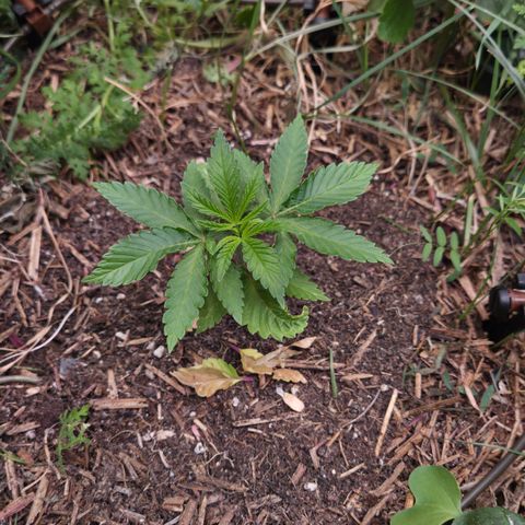 La Bomba #1 growlog timeline photo