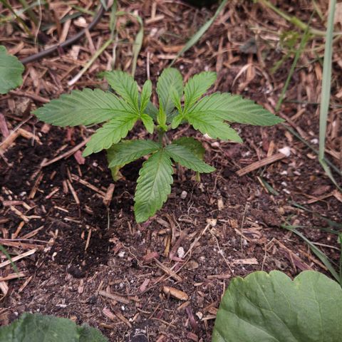 La Bomba #2 growlog timeline photo