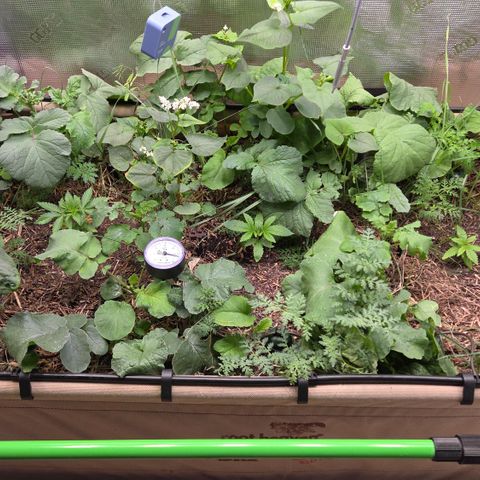 La Bomba #1 growlog timeline photo
