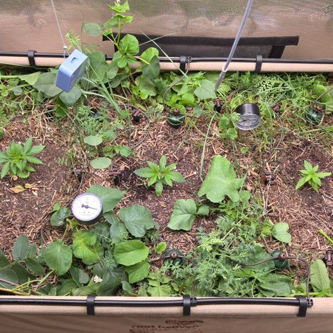 La Bomba #1 growlog timeline photo