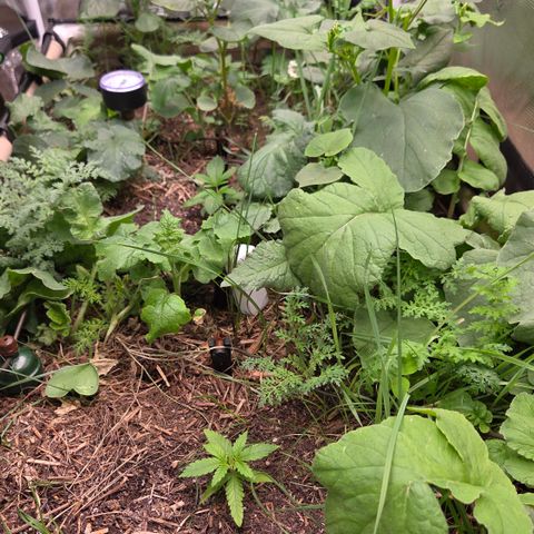 La Bomba #1 growlog timeline photo