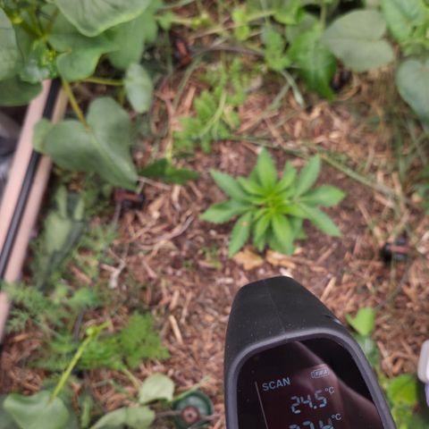 La Bomba #1 growlog timeline photo