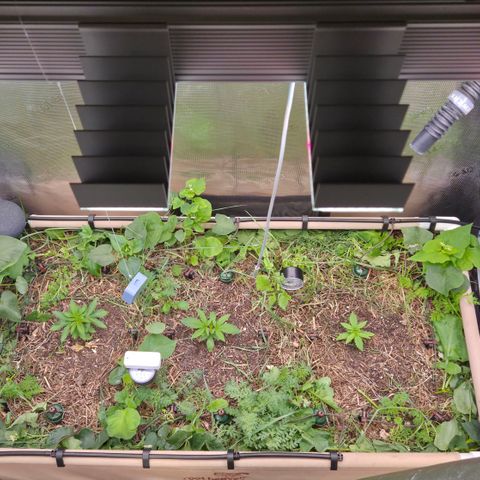 La Bomba #1 growlog timeline photo