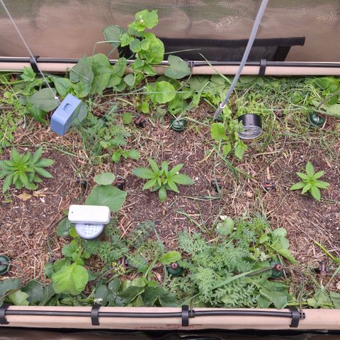 La Bomba #1 growlog timeline photo