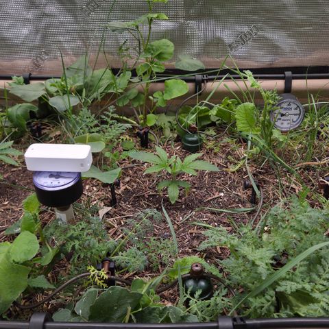 La Bomba #1 growlog timeline photo