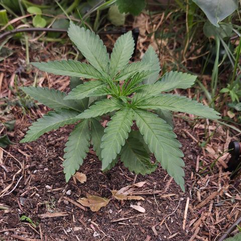 La Bomba #1 growlog timeline photo