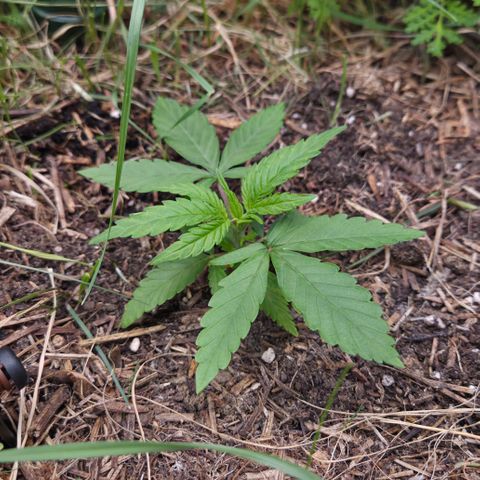 CBD Skunk Haze growlog timeline photo