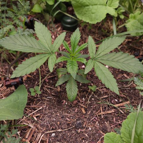 La Bomba #2 growlog timeline photo