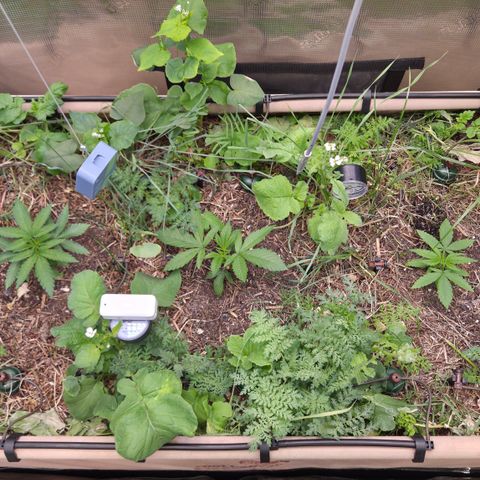 La Bomba #1 growlog timeline photo