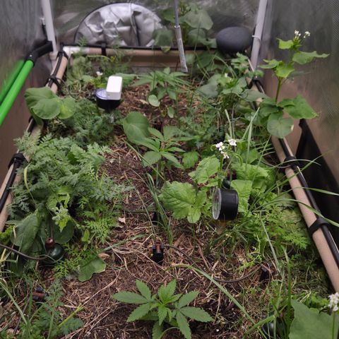 La Bomba #1 growlog timeline photo