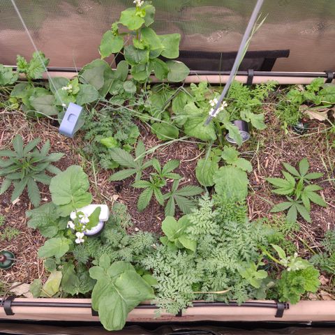 La Bomba #1 growlog timeline photo