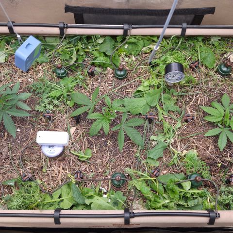 La Bomba #1 growlog timeline photo