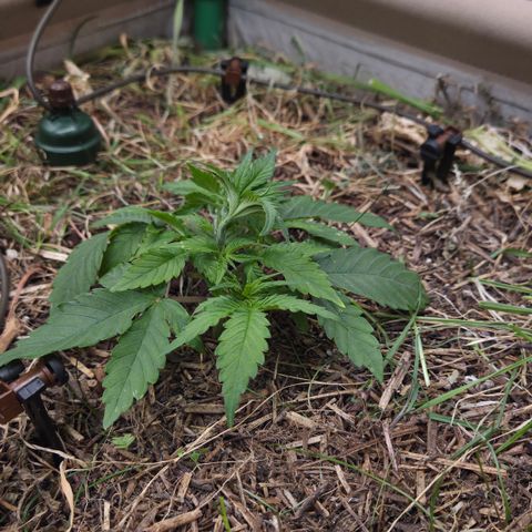 CBD Skunk Haze growlog timeline photo