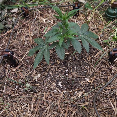 La Bomba #1 growlog timeline photo