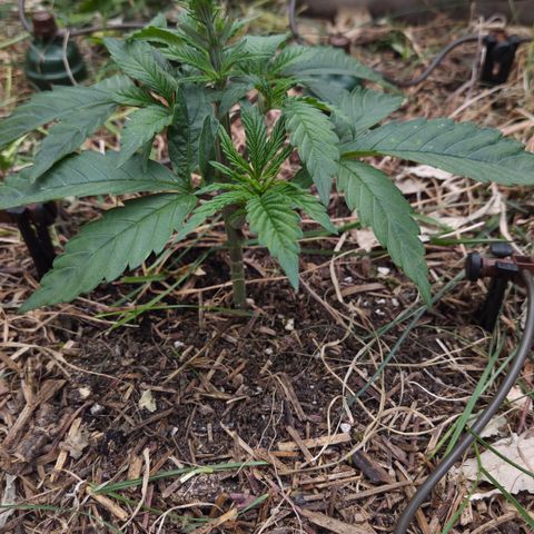 La Bomba #2 growlog timeline photo