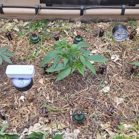 La Bomba #1 growlog timeline photo