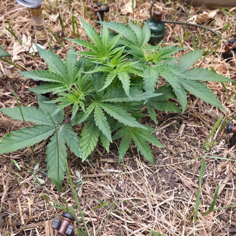 CBD Skunk Haze growlog timeline photo