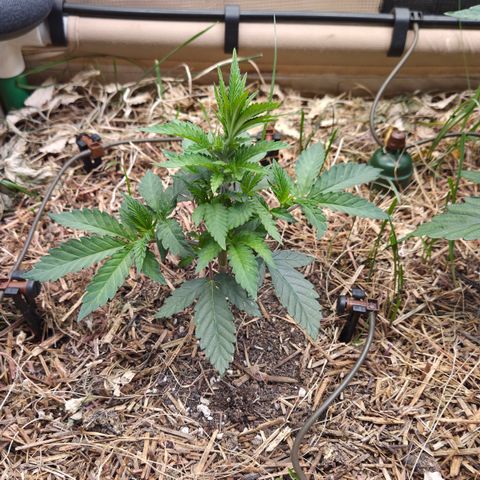 La Bomba #1 growlog timeline photo
