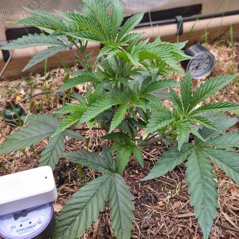 La Bomba #2 growlog timeline photo