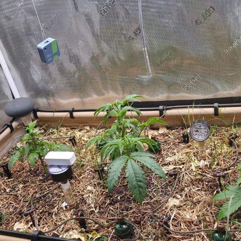 La Bomba #1 growlog timeline photo