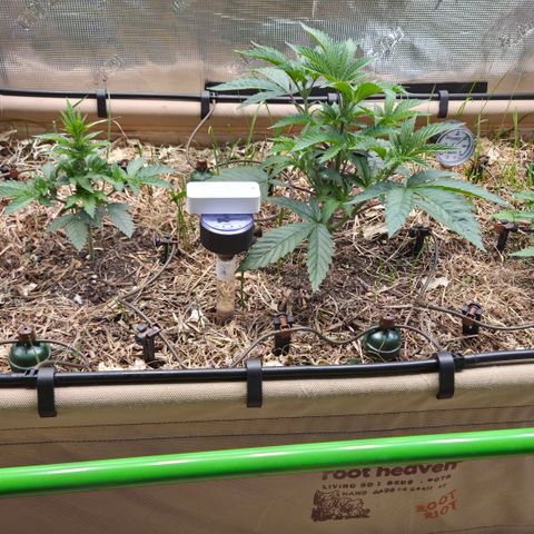 La Bomba #1 growlog timeline photo