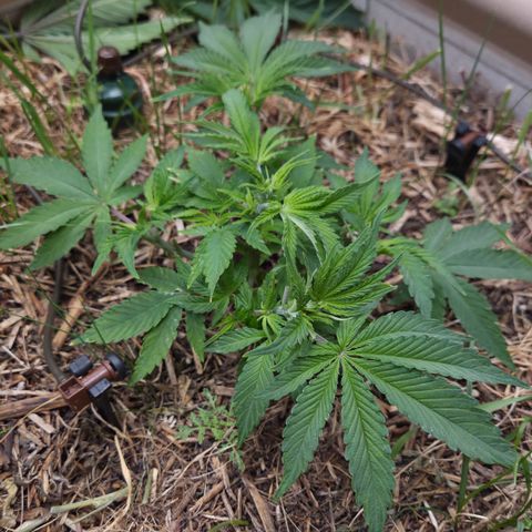 CBD Skunk Haze growlog timeline photo