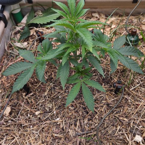 La Bomba #1 growlog timeline photo