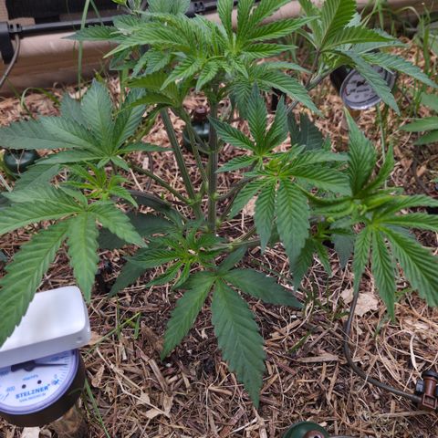 La Bomba #2 growlog timeline photo