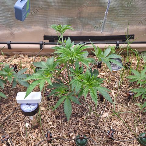 La Bomba #1 growlog timeline photo