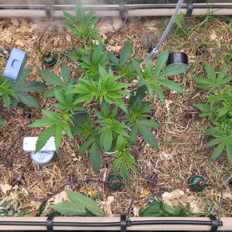 La Bomba #1 growlog timeline photo