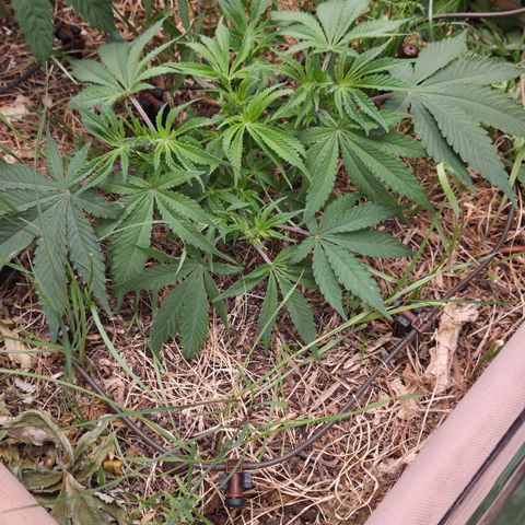 CBD Skunk Haze growlog timeline photo