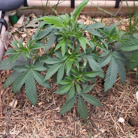 La Bomba #1 growlog timeline photo