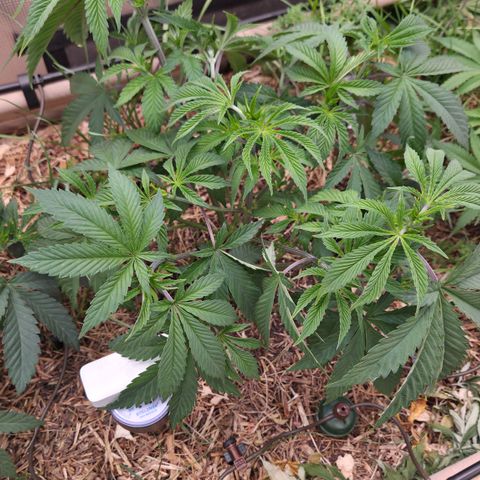 La Bomba #2 growlog timeline photo