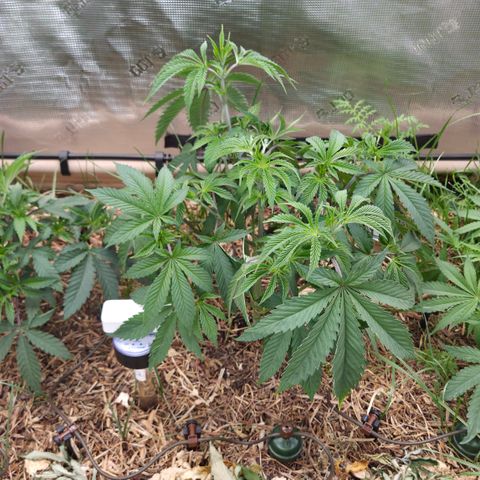 La Bomba #1 growlog timeline photo
