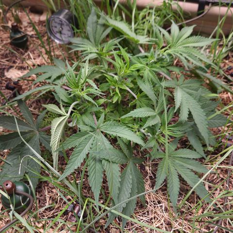 CBD Skunk Haze growlog timeline photo