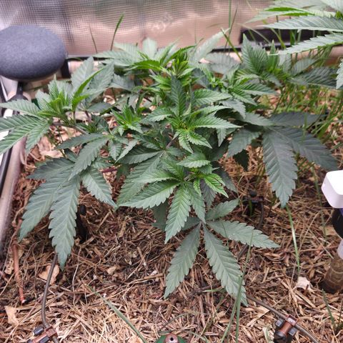 La Bomba #1 growlog timeline photo
