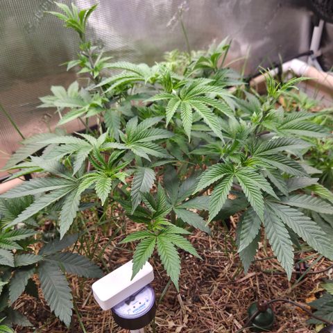 La Bomba #2 growlog timeline photo