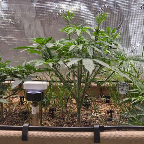 La Bomba #1 growlog timeline photo