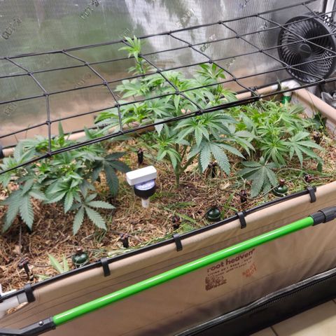 La Bomba #1 growlog timeline photo