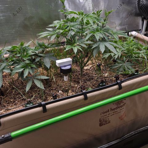 La Bomba #1 growlog timeline photo