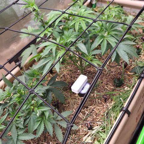 La Bomba #1 growlog timeline photo